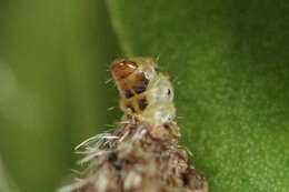 Imagem de Coleophora saturatella Stainton 1850