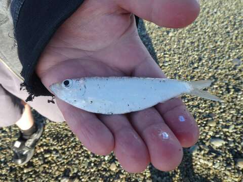 Image of New Zealand sprat