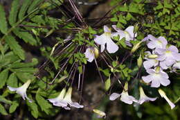 Sivun Oxalis comosa E. Mey. ex Harv. & Sond. kuva