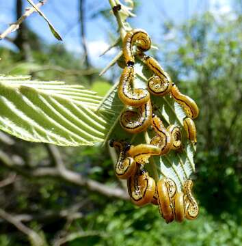 Image of Striped Alder Sawfly