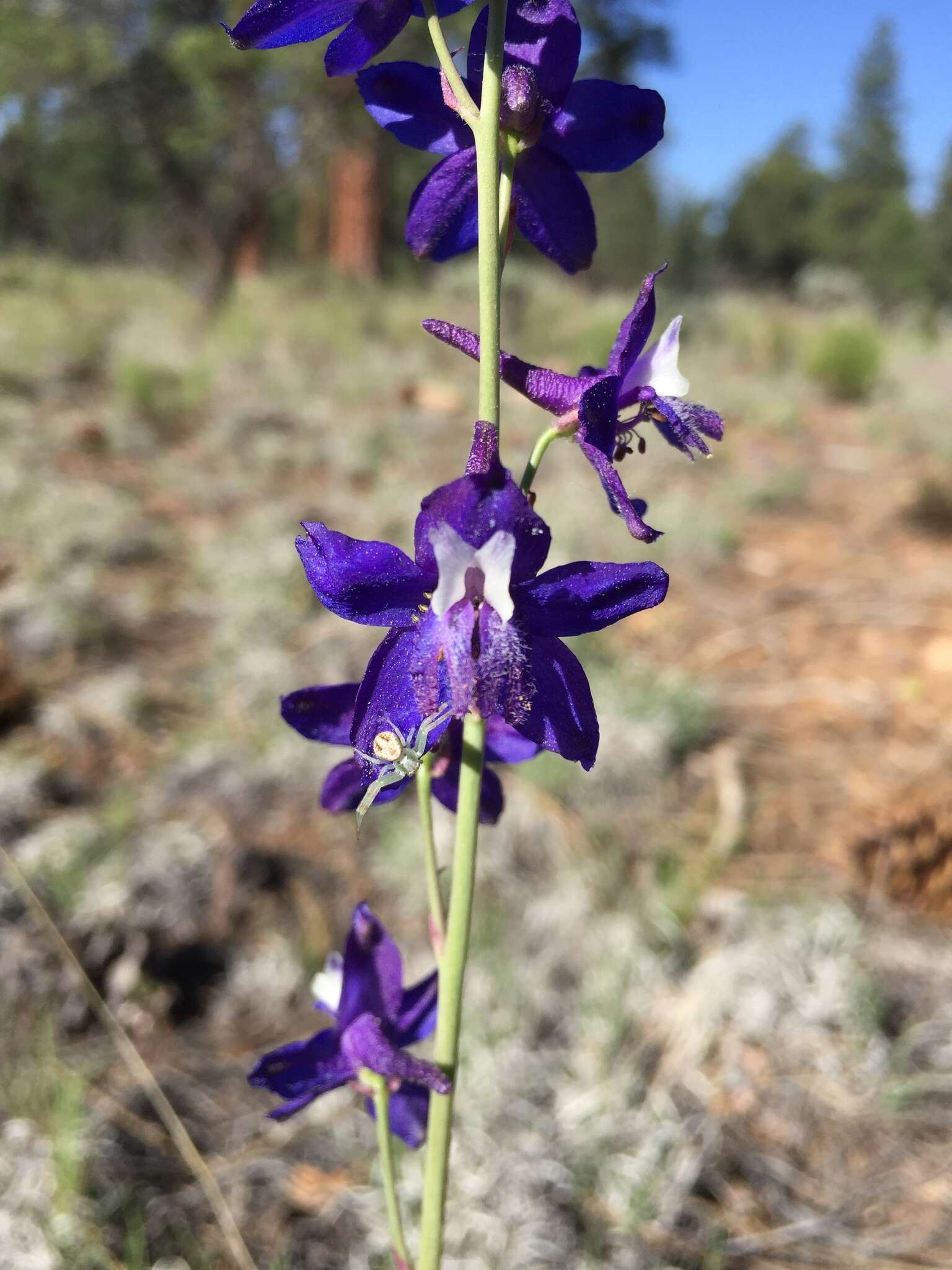 Image of twolobe larkspur