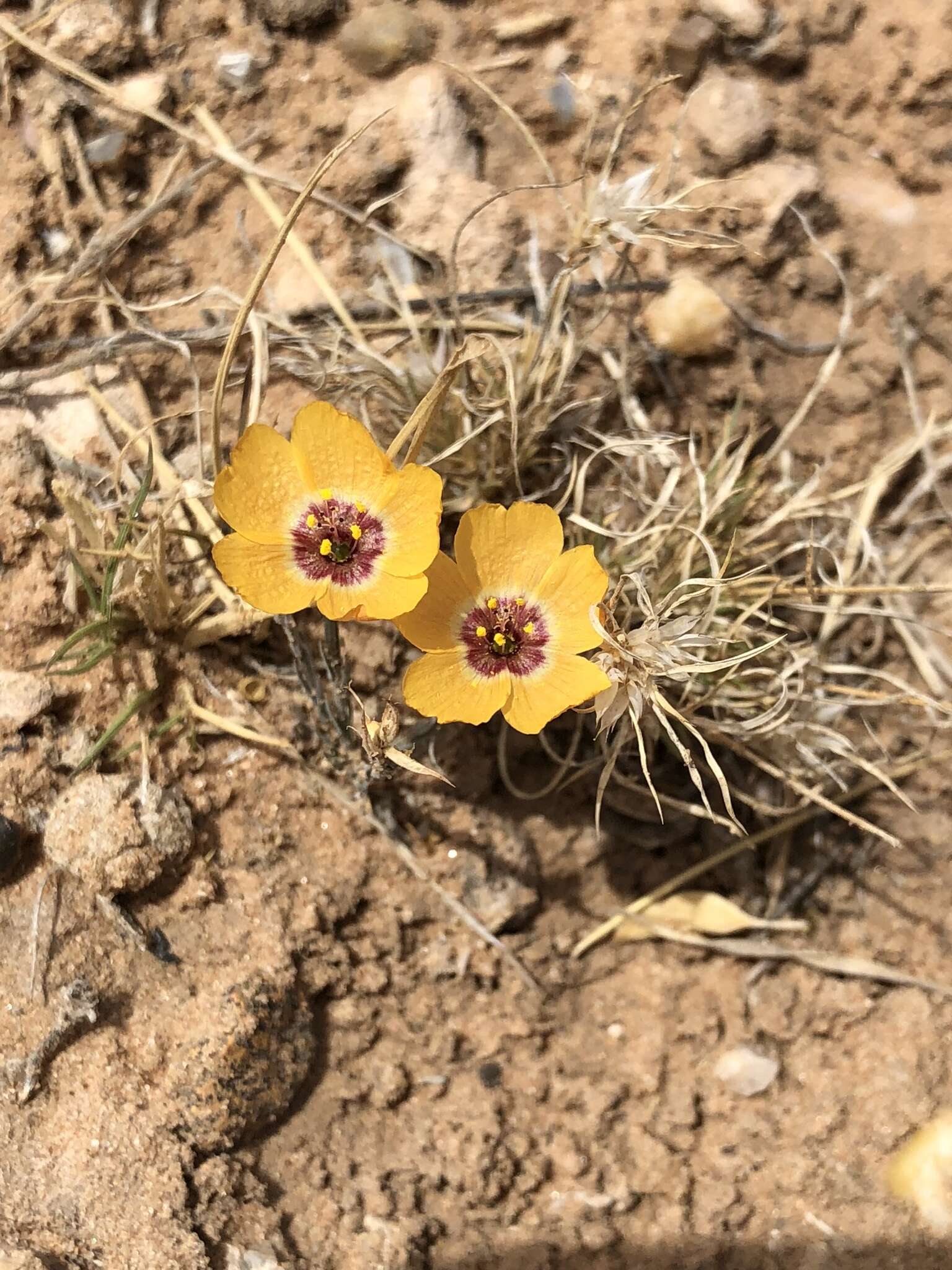 Слика од Linum vernale Woot.