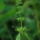 Clinopodium micranthum var. sachalinense (F. Schmidt) T. Yamaz. & Murata resmi