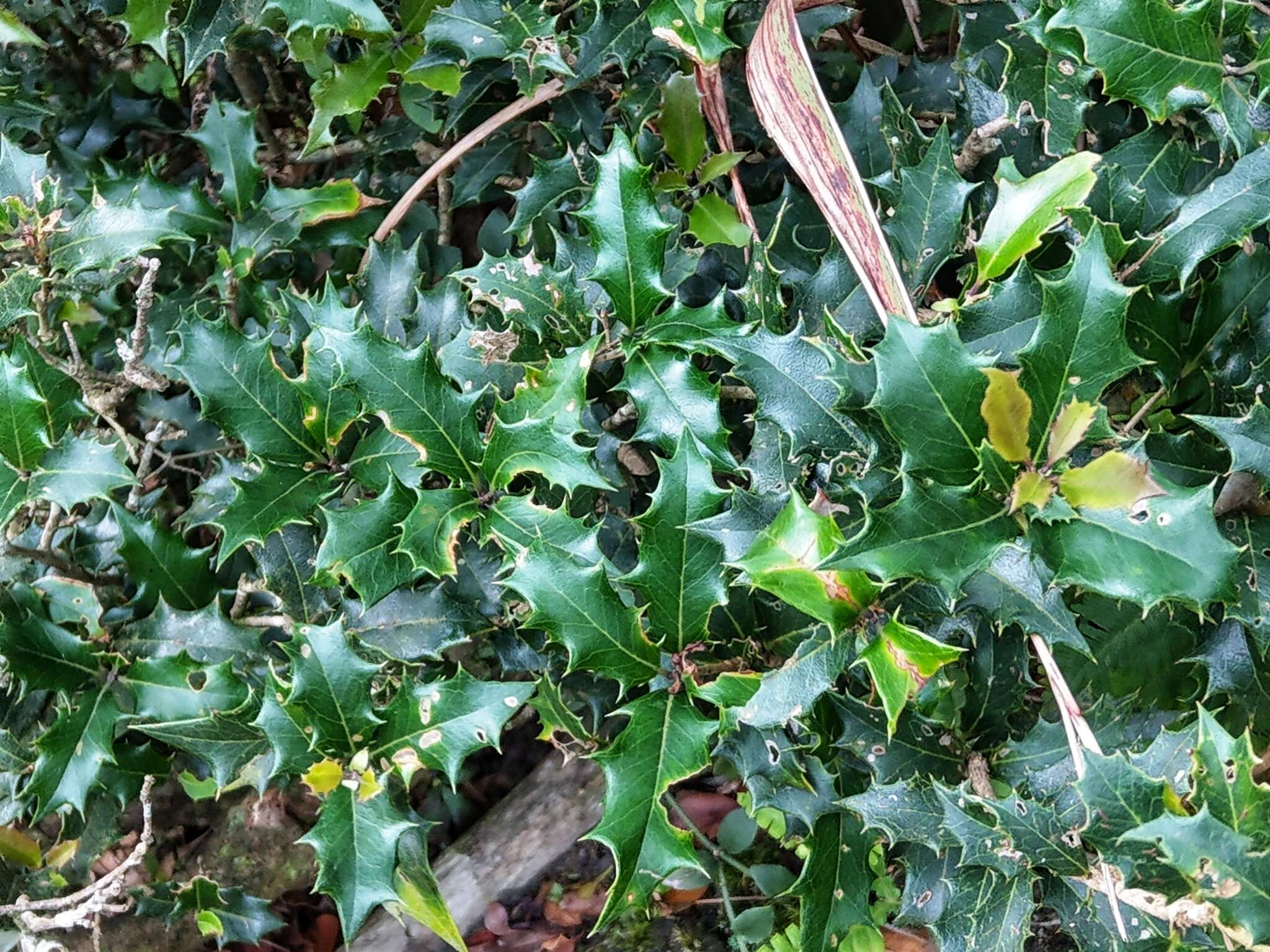 Image of holly osmanthus