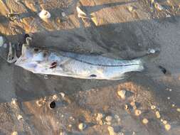 Image of Common Snook