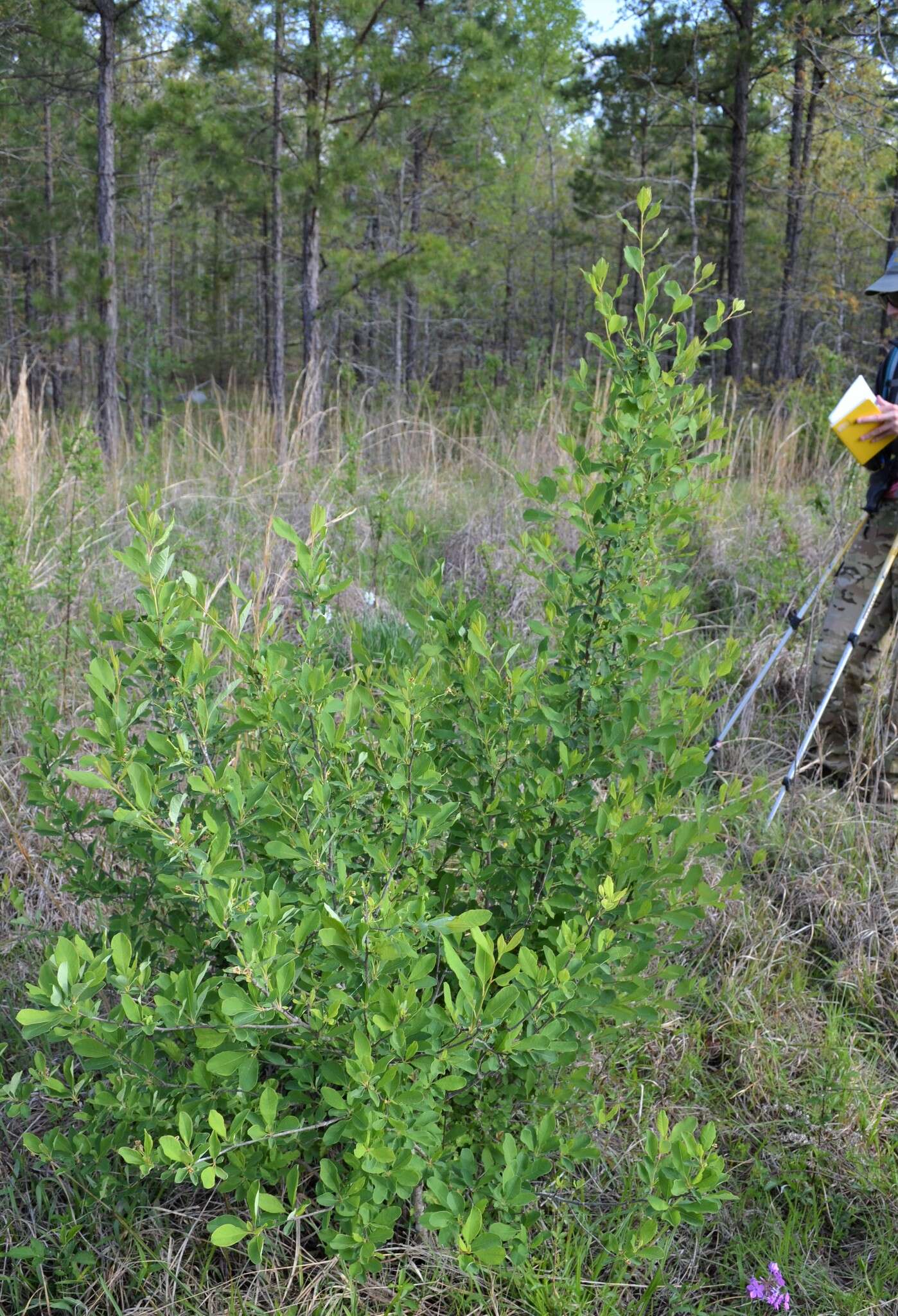 Imagem de Exochorda racemosa (Lindl.) Rehd.