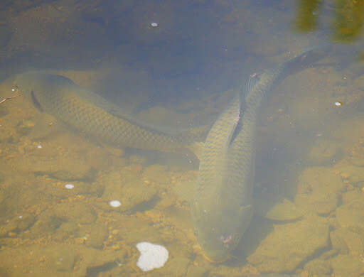 Image of Cyprinus carpio Linnaeus 1758