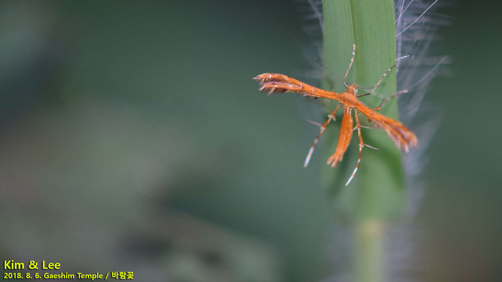 Stenodacma pyrrhodes (Meyrick 1889) resmi