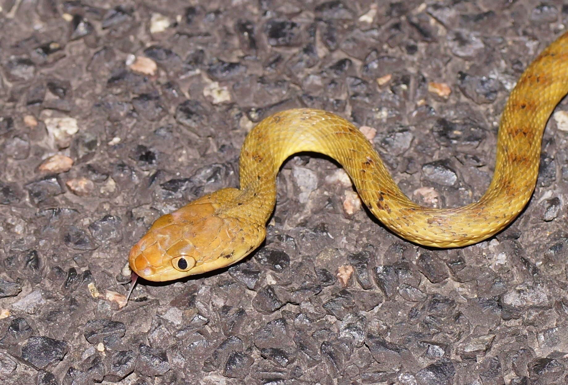 Image of Brown tree snake