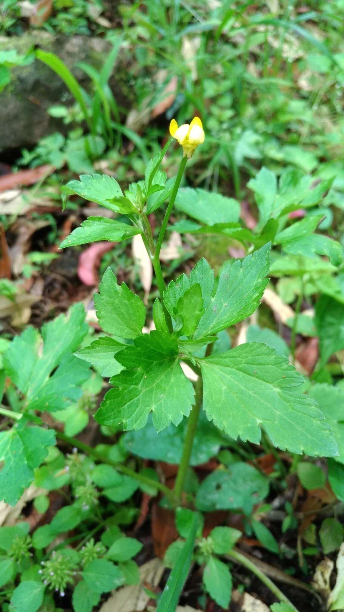 鉤柱毛茛的圖片