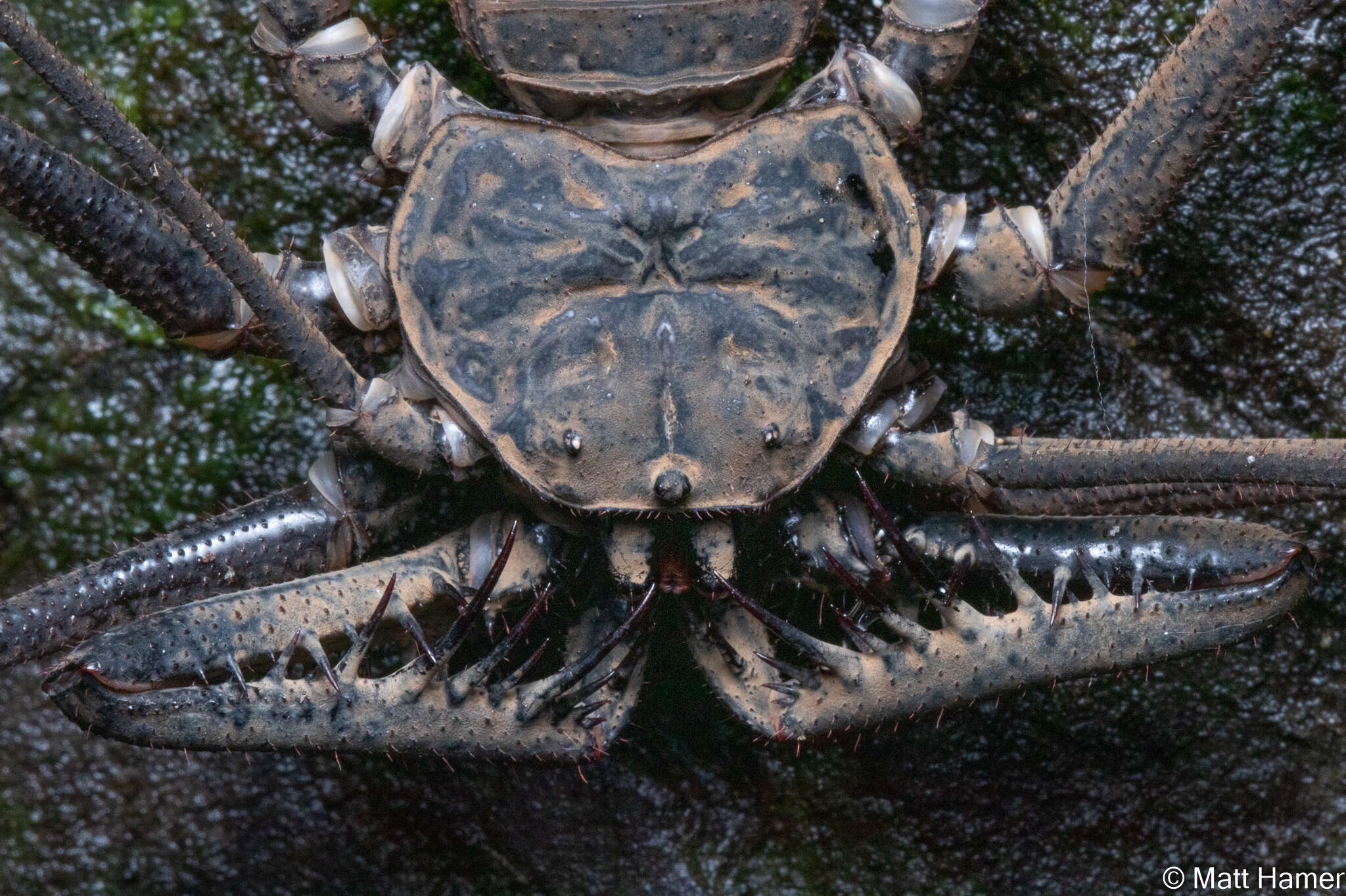Image of Paraphrynus emaciatus Mullinex 1975