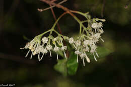 Image of Paracephaelis cinerea (A. Rich. ex DC.) De Block