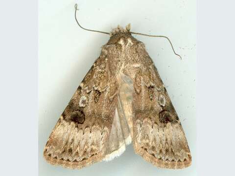 Image of Agrotis poliotis Hampson 1903