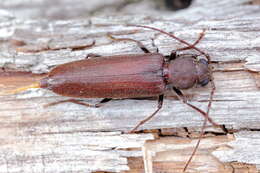 Plancia ëd Arhopalus rusticus obsoletus (Randall 1838)