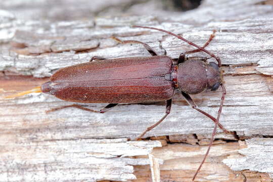 Image of Arhopalus rusticus obsoletus (Randall 1838)