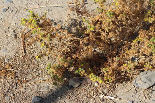 Image of common tarweed