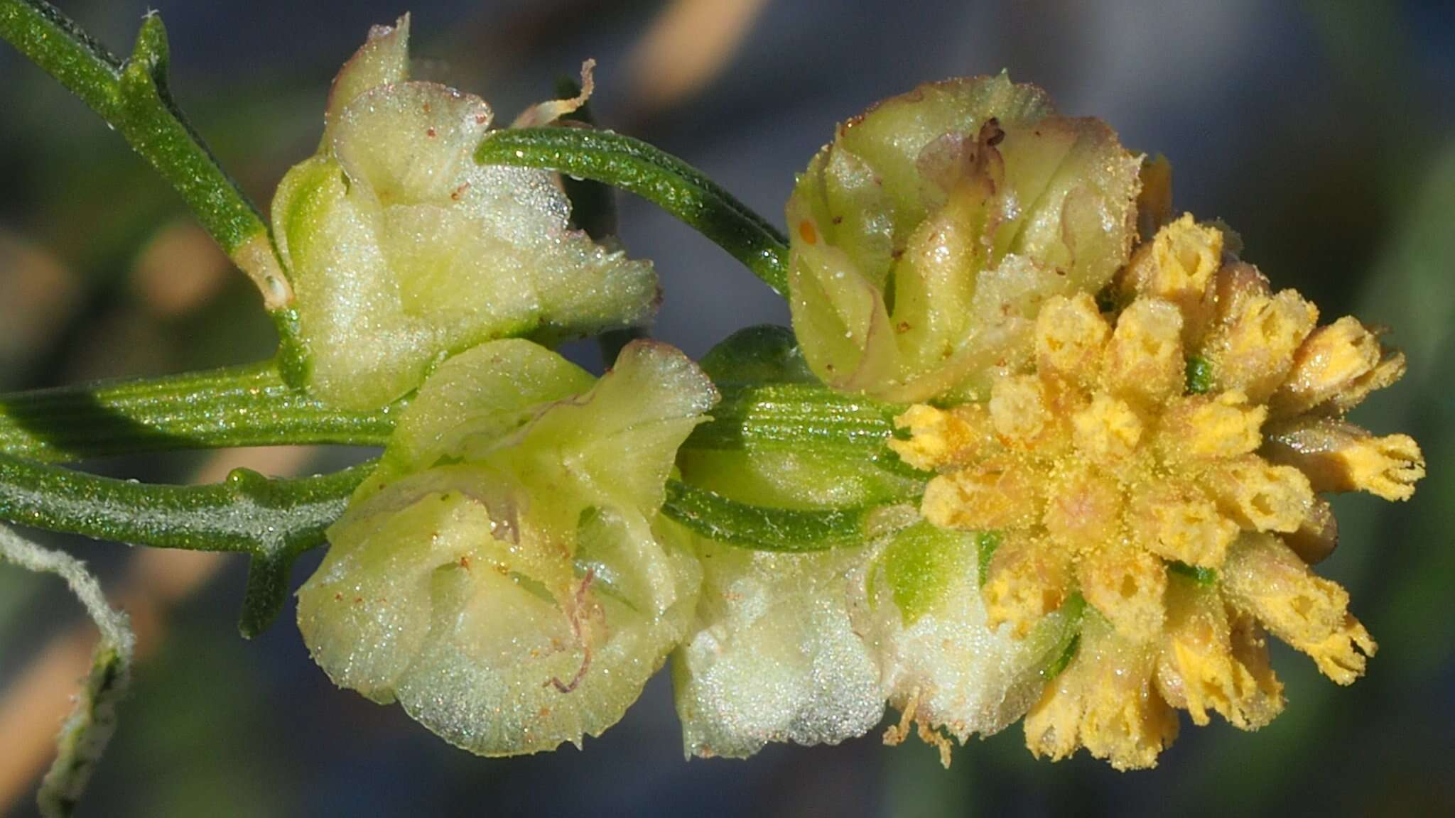 Image of Ambrosia salsola var. salsola