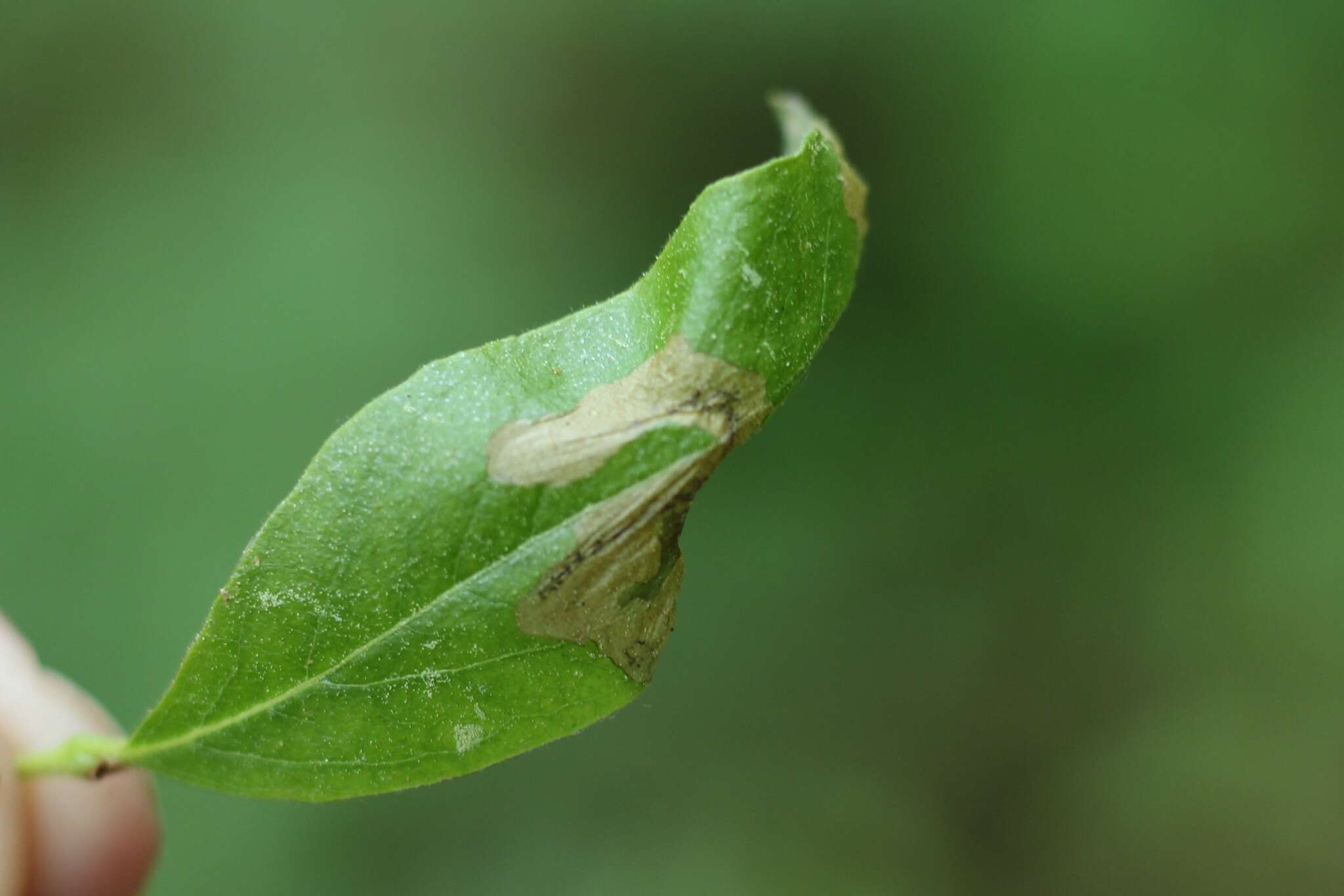 Plancia ëd Lyonetia latistrigella Walsingham