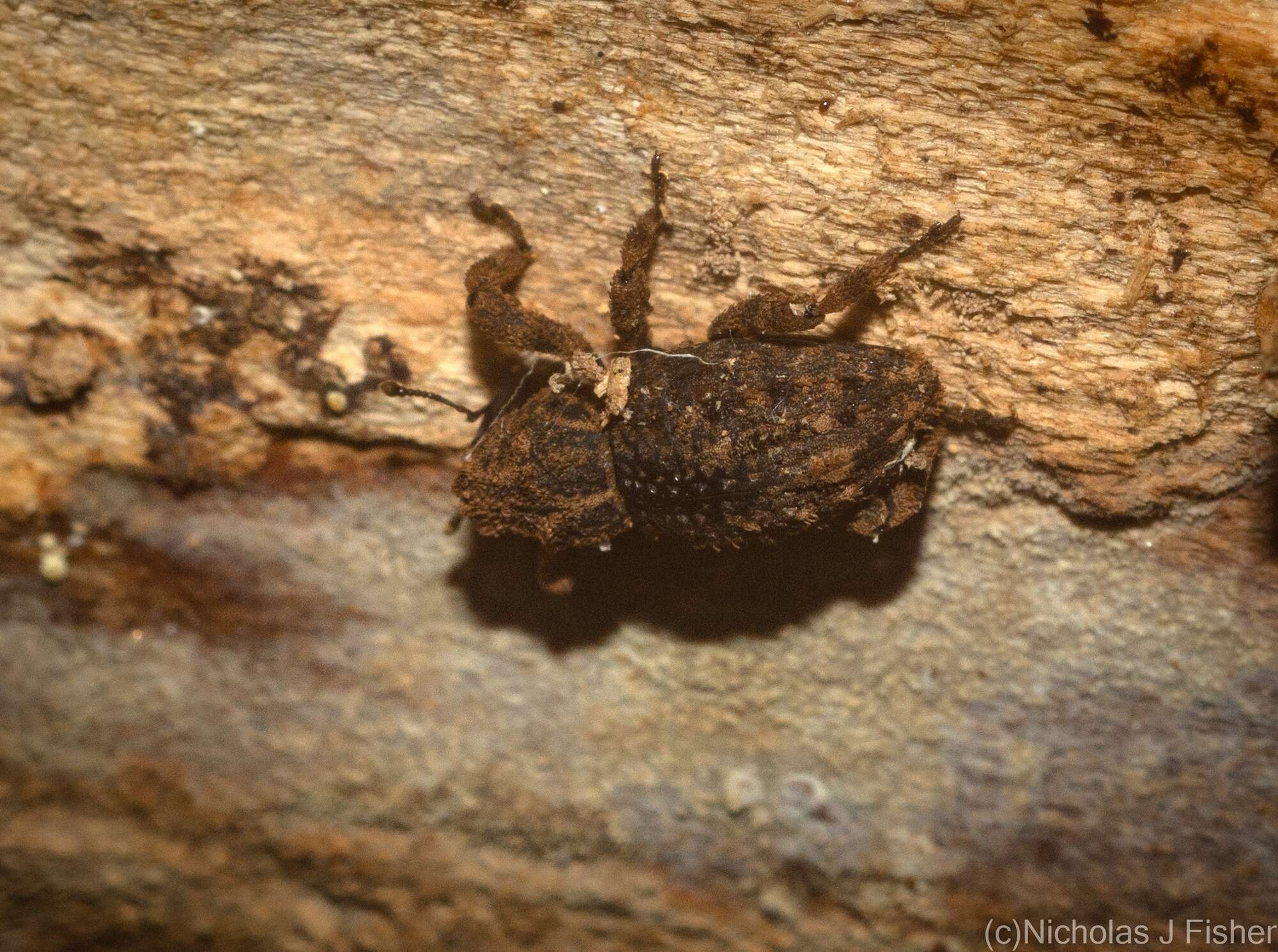 Image of Poropterus cavirostris Lea 1897