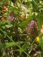 Imagem de Trifolium ligusticum Loisel.