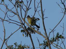 Image of Yellow-bellied Elaenia