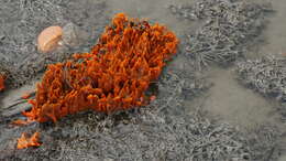 Image of diurnal horny sponge