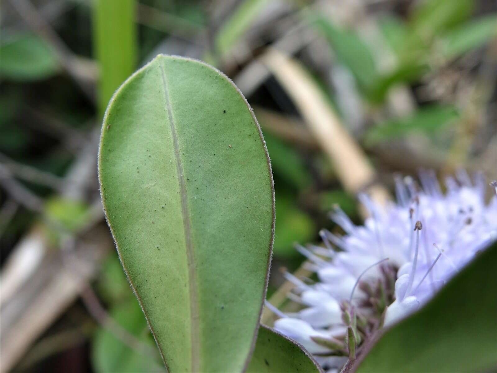 صورة Veronica obtusata Chresem.