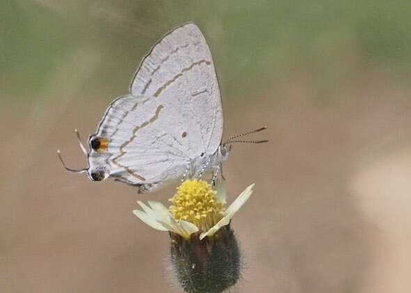 Imagem de Hypolycaena philippus philippus