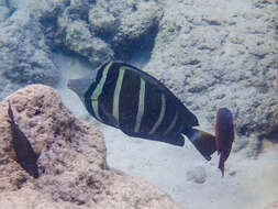 Слика од Zebrasoma veliferum (Bloch 1795)