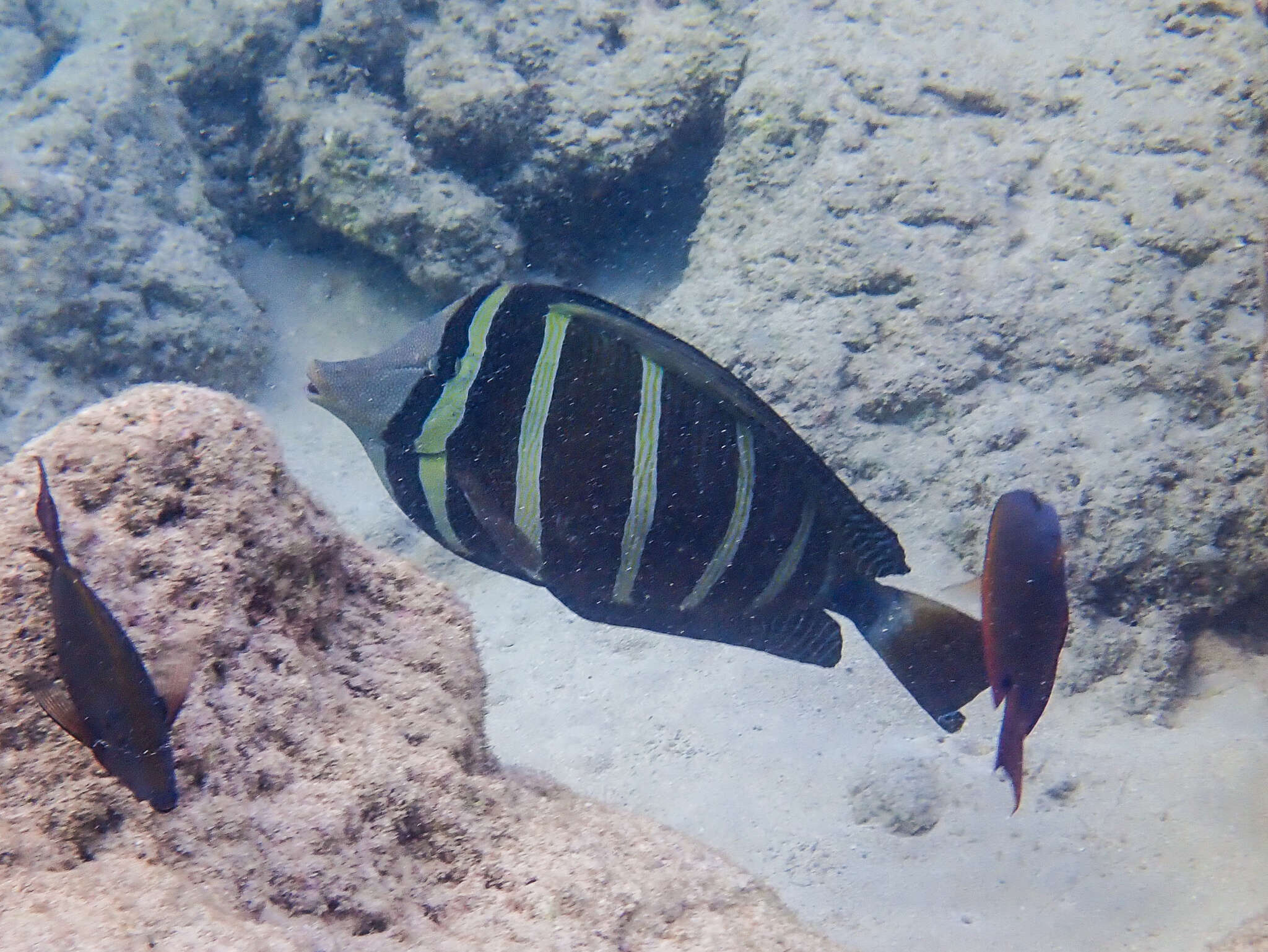 Слика од Zebrasoma veliferum (Bloch 1795)
