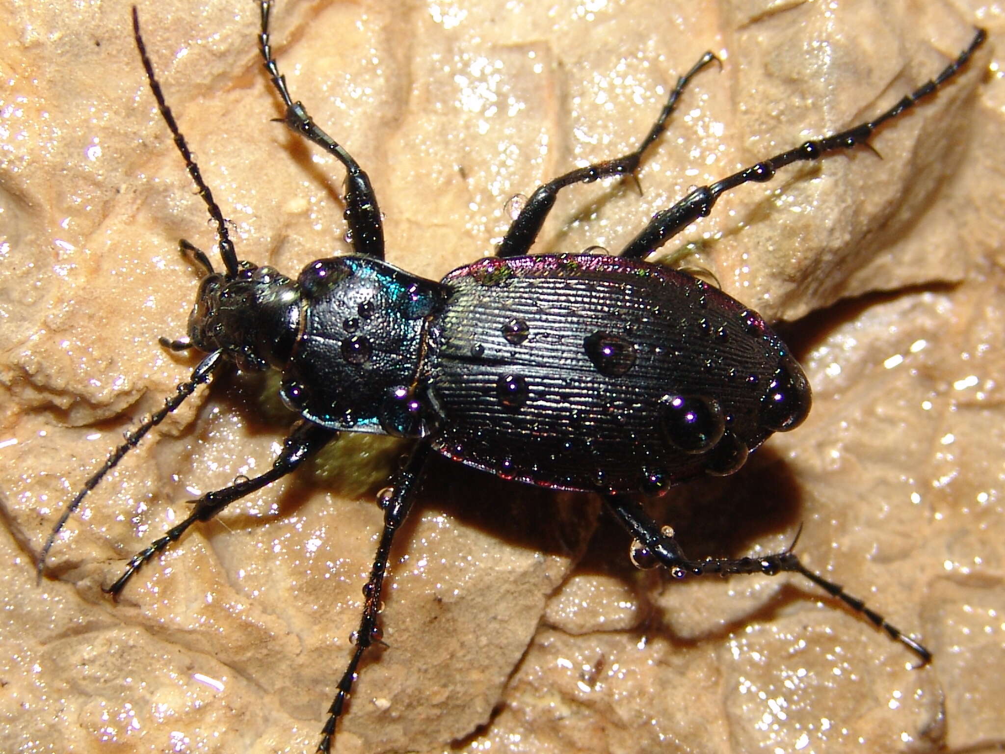 Image of Carabus (Eucarabus) catenulatus Scopoli 1763