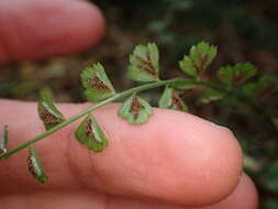 Image of Asplenium flabellifolium Cav.