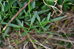 Imagem de Clematis decipiens H. Eichler ex Jeanes