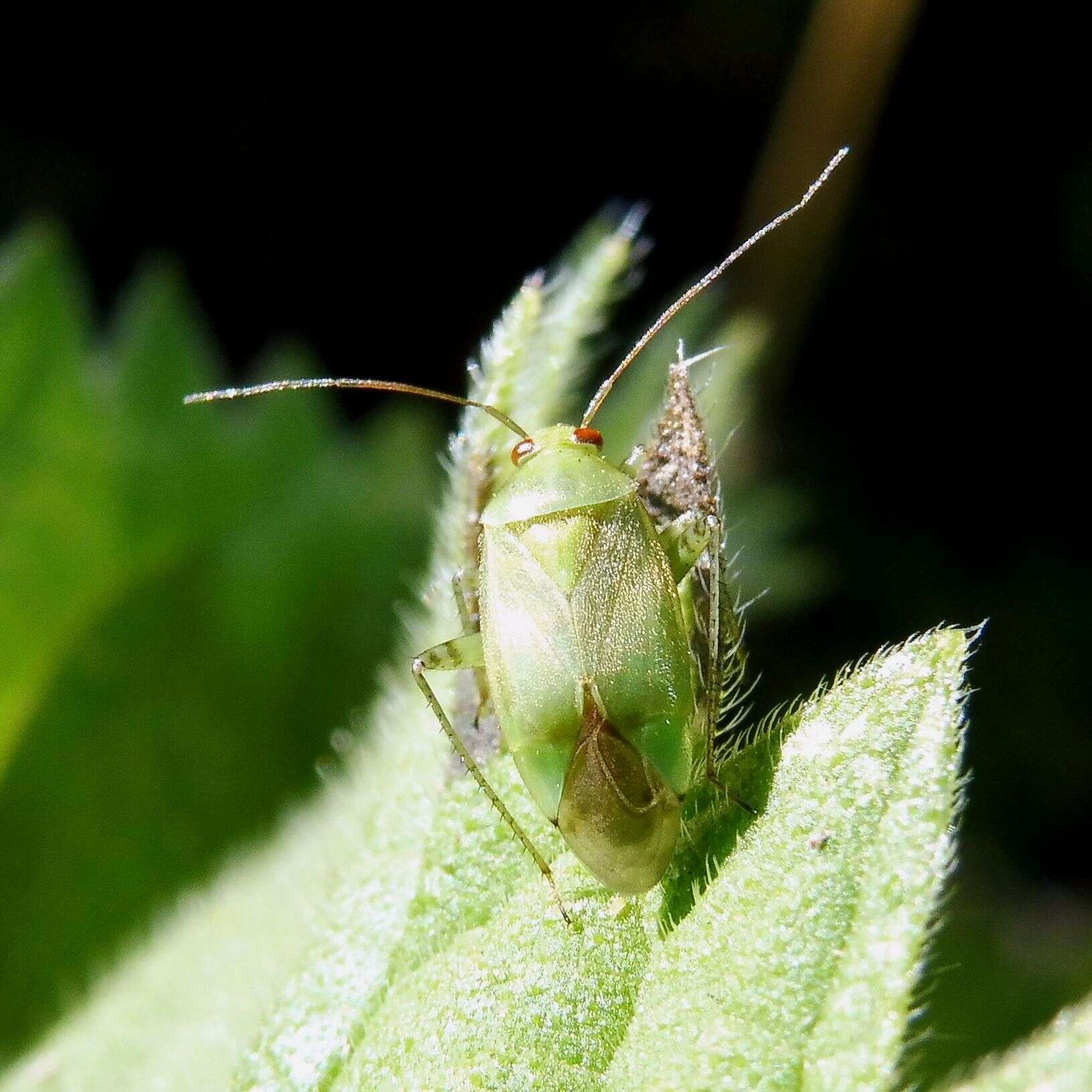 Apolygus spinolae (H. Meyer-Dur 1841) resmi