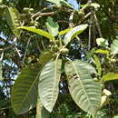 Слика од Ficus lapathifolia (Liebm.) Miq.
