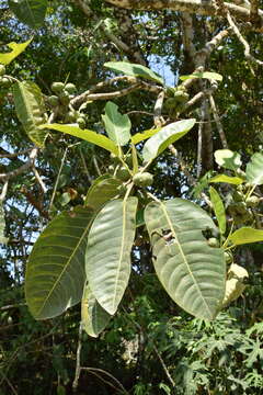 Слика од Ficus lapathifolia (Liebm.) Miq.