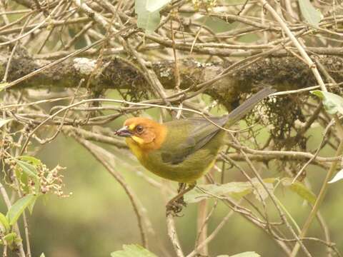 Image of Fulvous-headed Brush Finch