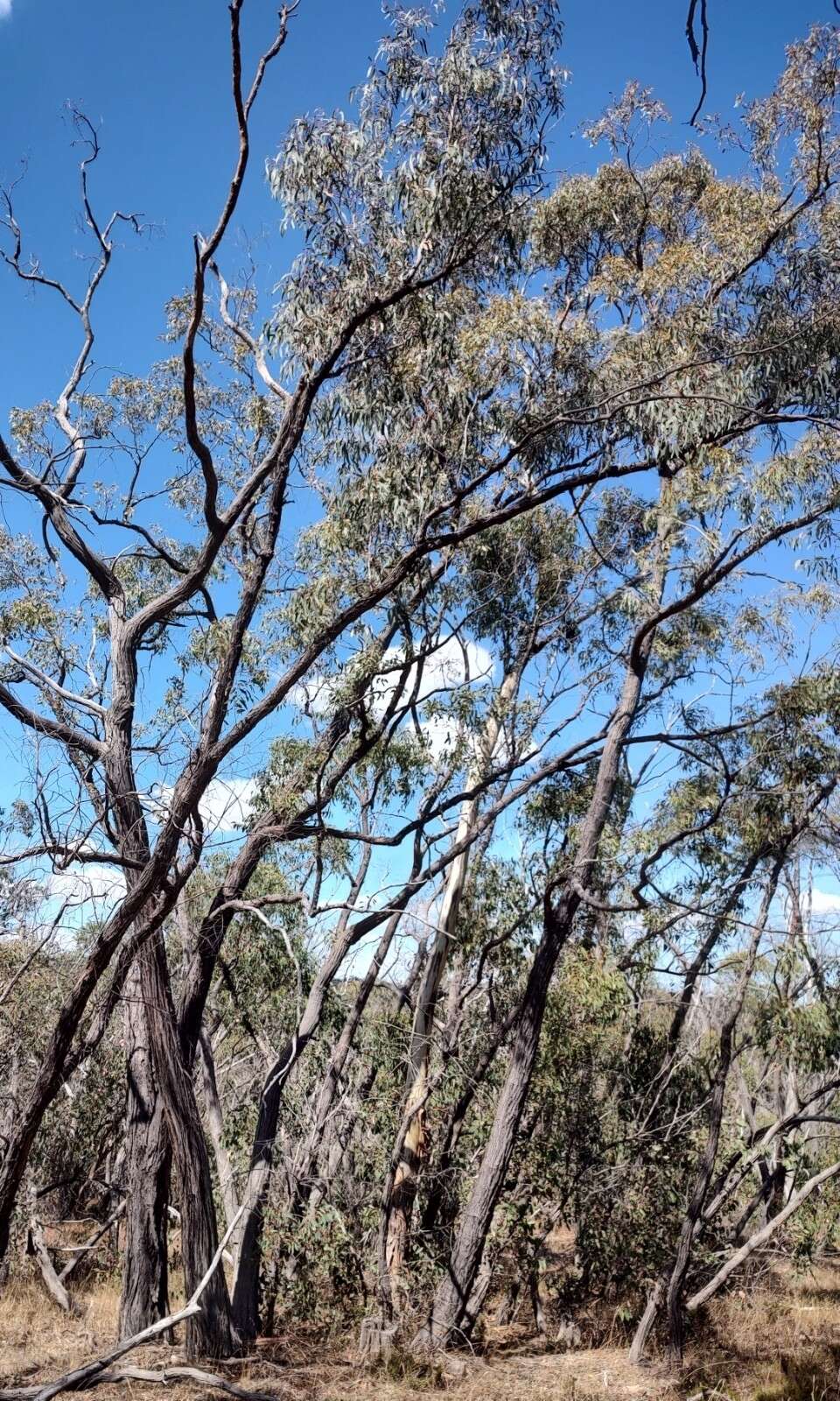 صورة Eucalyptus macrorhyncha subsp. macrorhyncha