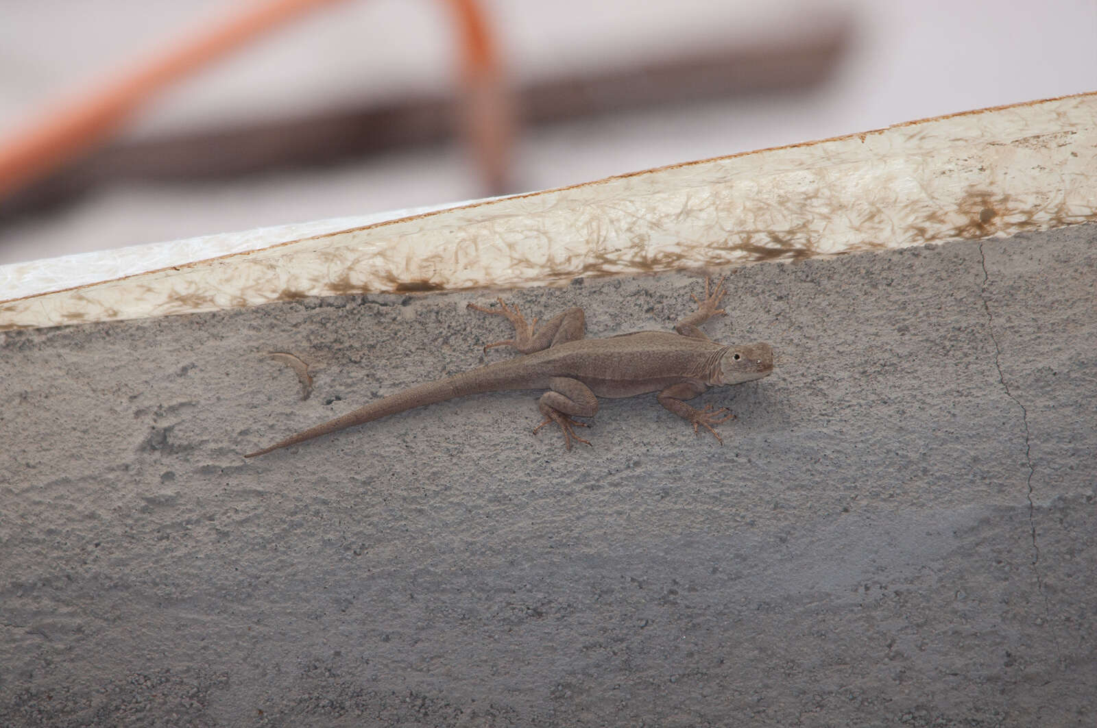 Plancia ëd Microlophus theresioides (Donoso-barros 1966)