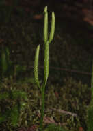 Image de Lycopode en massue