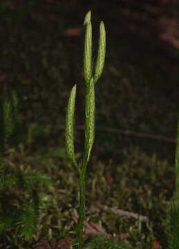 Image of Stag's-horn Clubmoss