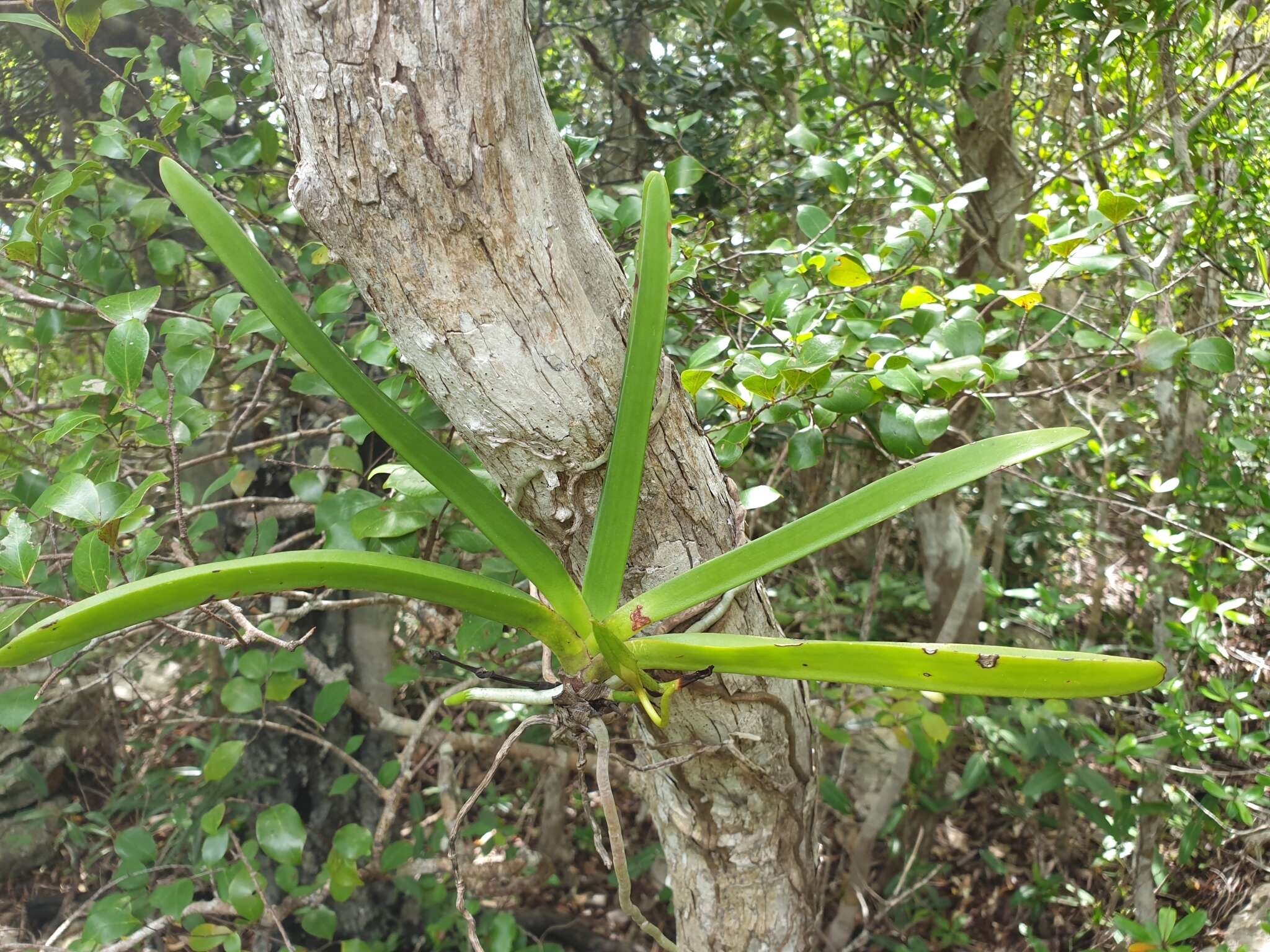 Image de Angraecum praestans Schltr.