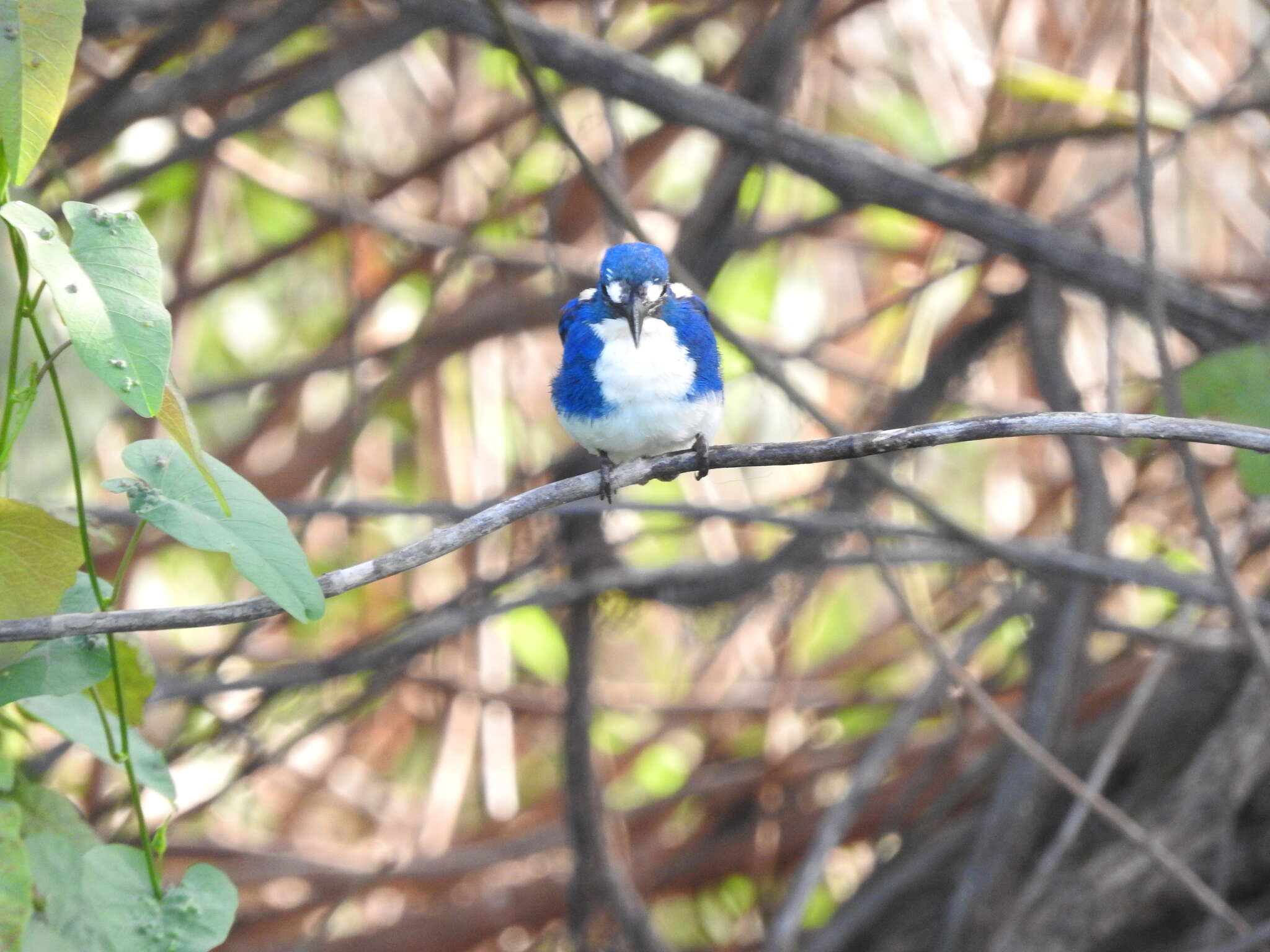 Image of Little Kingfisher