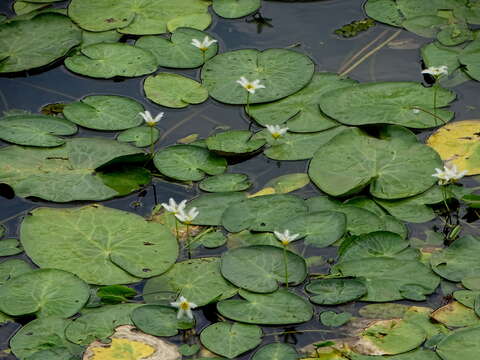 Image de Nymphoides indica subsp. indica