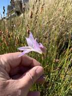 Imagem de Gladiolus blommesteinii L. Bolus