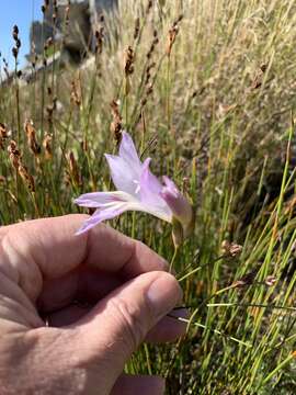 صورة Gladiolus blommesteinii L. Bolus