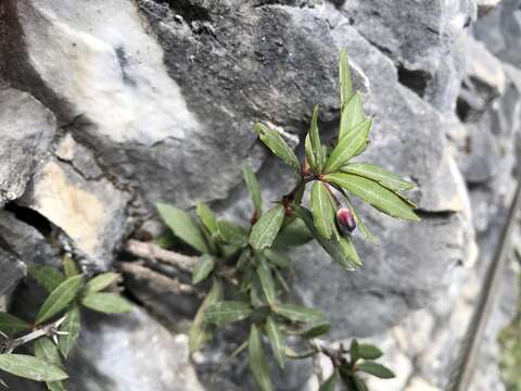 Image of Berberis alpicola C. K. Schneid.