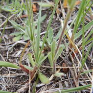 Image of Taimyr catchfly