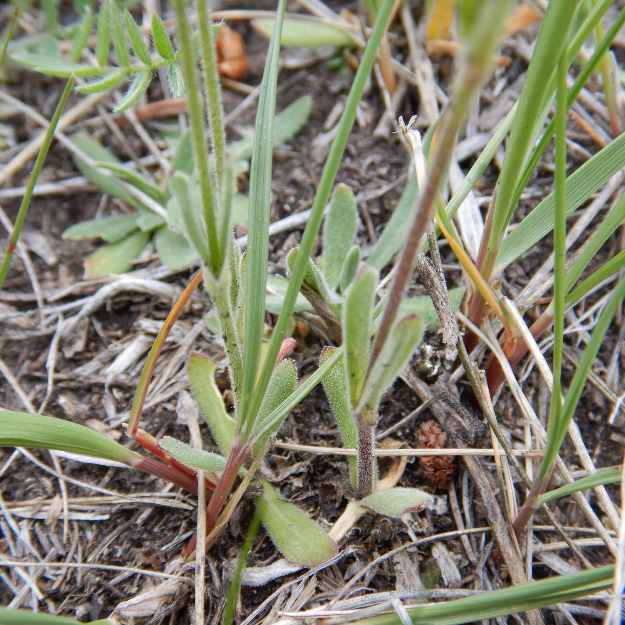 Слика од Silene ostenfeldii (A. E. Porsild) J. K. Morton