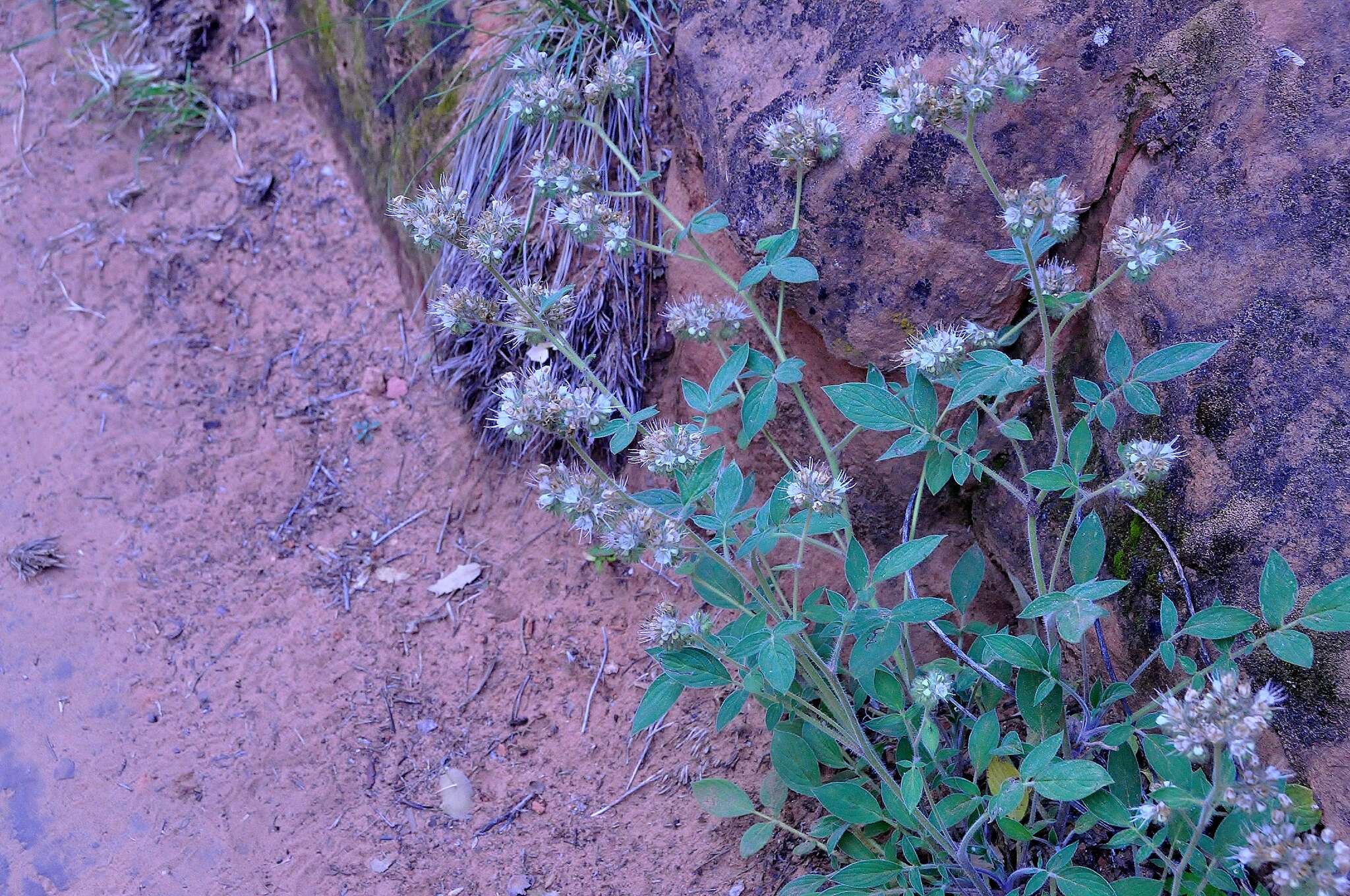 Image of Variable-Leaf Scorpion-Weed